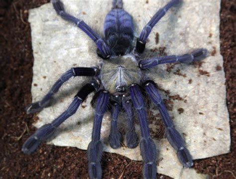 female omothymus spider|Singapore blue